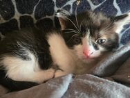 Katzen kitten suchen ein Zuhause - Schweinfurt