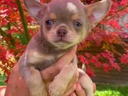 Chihuahua Welpen Rüden reinrassig Lilac Tricolor Kurzhaar - Lanitz-Hassel-Tal