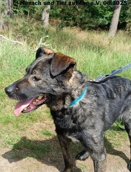 Bragan, sehr lieb sucht seine Menschen - Berlin