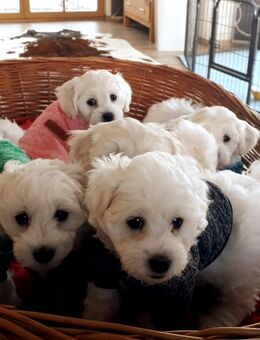 Malteserwelpen, reinrassig, schneeweiß und zuckersüß - Wildsteig