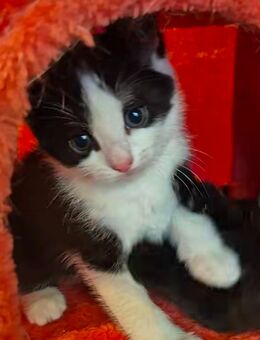 Niedlicher Mai Kater Katzenbaby entwurmt stubenrein - Krakow (See)