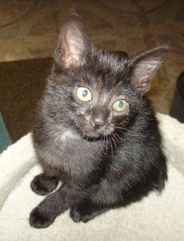 Kitten mix - Neunkirchen-Seelscheid