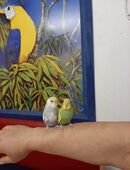 HANDZAHME - WELLENSITTICH - BABYS - ABZUGEBEN in 48599