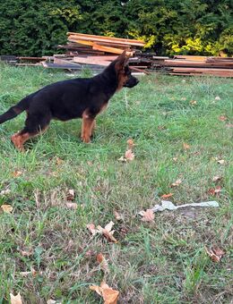 Reinrassige Deutsche Schäferhund Welpen - Detmold Zentrum
