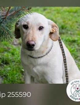 Chip 255590 sucht ein Zuhause - Kirchzell