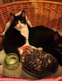 Katerchen, Katze, Kätzchen, Kater, Kitten, Babykatze - Ahrensfelde