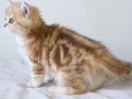 Reinrassige BKH Katze ny 22 black golden tabby Stammbaum - Hof