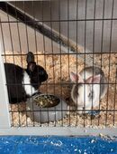 Zwei männliche Zwergkaninchen in 36119