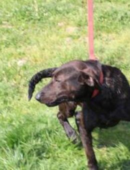 Elany - kinderlieb u. sehr verspielt - Lohra
