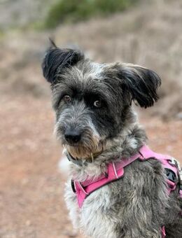 Kyra - zurückhaltend und lieb - Bad Camberg