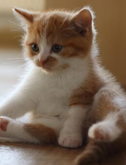 2 Kitten (männlich u. weiblich) - Karlstadt