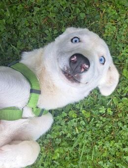 Skye - clevere Junghündin mit Herz - Obertshausen