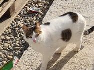 Katze Sora sucht Zuhause mit Freigang - Waakirchen