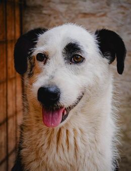 Einzigartige Ruby-eine ganz sanfte Seele - Overath