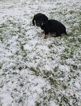 Rauhaardackel Welpen - Erfurt Zentrum