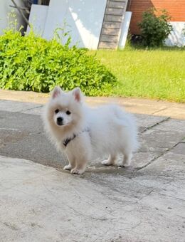 Pomerian Spitz - Hannover