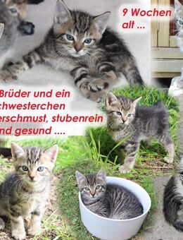 Katzenbabies - Berlin