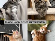 Maine-Coon - Kürten