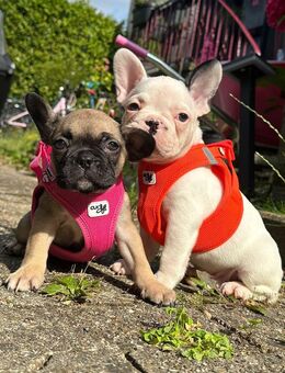 Unsere Knutschkugeln dürfen ausziehen! ❤️🐾 - Dortmund Sommerberg