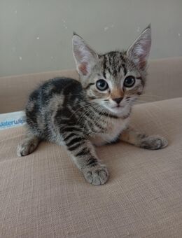 Biete 3 Katzenbabys - München