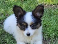 Papillon Welpen suchen ihre liebevolle neue Familie - Garching (Alz)