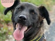 BELINA sucht ein liebevolles Zuhause 💜 - Saarbrücken