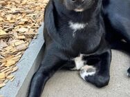 Olivia, dringend Zuhause gesucht - Köln