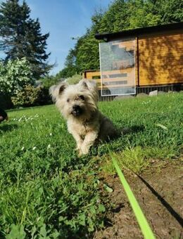 Aron sucht ein liebes Zuhause - Berlin