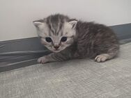 Zuckersüße BKH Kitten geimpft und entwurmt - Eschweiler