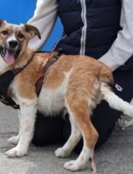 Zuhause gesucht für Chaytan - München