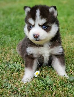 Pomsky F3 Micro & Toy Puppengesicht Bärchentyp Wollycoat - Espelkamp