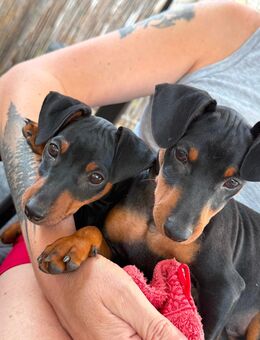 Zwergpinscher Brüder,6 Monate - Osterspai