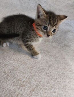 Babykatzen (Kater) abzugeben - Rüsselsheim