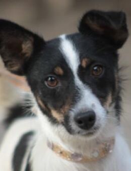 Gizi - charmant & verspielt - Lohmar