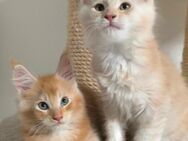 Traumhafte und Typvolle Maine Coon Kitten mit Stammbaum - Lampertheim