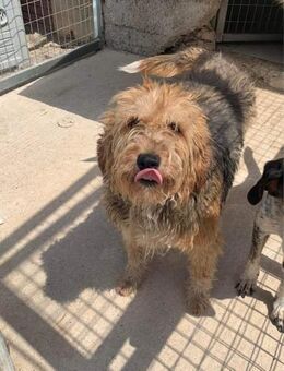 VIVA - lebensfrohe Hündin sucht Heim - Aerzen