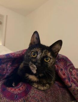 schöne Jungkatze sucht ihre Familie - Kallmünz
