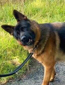 Schöner Deutscher Schäferhund Deckrüde sucht hübsche Dame - Eschede