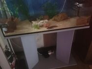 Aquarium Axolotl Babys Jungtiere - Möckern Hobeck