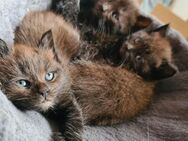 Maine Coon Kitten Mix - Radeberg