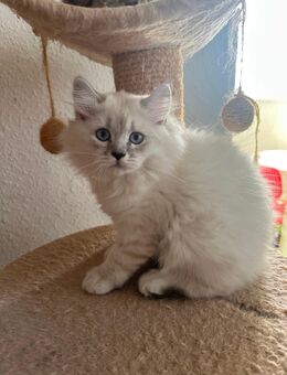 BKH-BLH Kitten suchen ein neues Zuhause - Berlin Neukölln