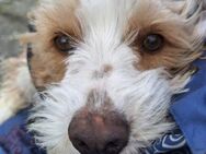 Vicky 💞 sucht ein zuhause (E) - Ludwigshafen (Rhein)