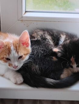 Süßes rot/weißes Katzenbaby einer Glückskatzenmama in Berlin - Berlin