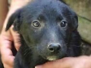 FREYA 2 sucht Familie - Gefrees