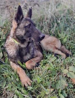 ELVIS - aktiv und intelligent - Linden (Hessen)