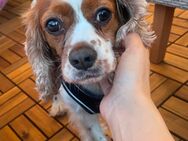 Lieber cavalier rüde . 6 Jahre alt . - Frechen