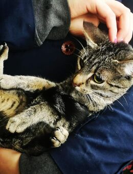 Amy & Lina Schmusekätzchen 18Wo. Tiger & schwarz-weiß Kinderlieb Hunde erfahren Kitten Kätzchen Katzenbaby - Freiensteinau