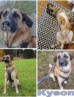 KYSON -rundum toller Junghund- - Duisburg