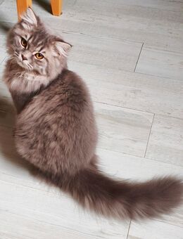 BKH/Blh Junge Abgabefertig - Wuppertal