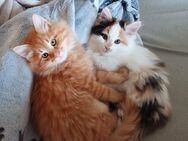 Tolle Maine Coon Mix Kätzchen abgabebereit - Mertingen